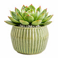 Plante grasse artificielle 18 cm en plastique vert avec pot en céramique décoratif